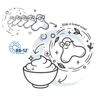 Section 4 – How Bifidus Gets into the Yogurt